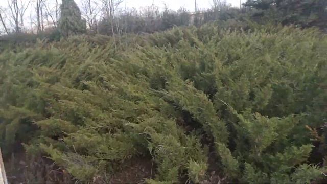 26 ноября 2020 Дача зарасла смотреть онлайн