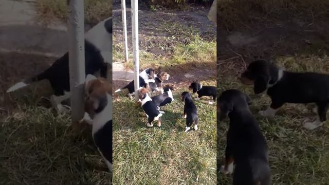 Эстонские гончие ,щенки VID 20171010 104744 смотреть онлайн
