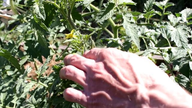 15 кг помидор с куста. Правильное пасынкование и формирование томатов. смотреть онлайн