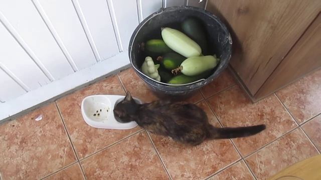 Кошки на даче. смотреть онлайн