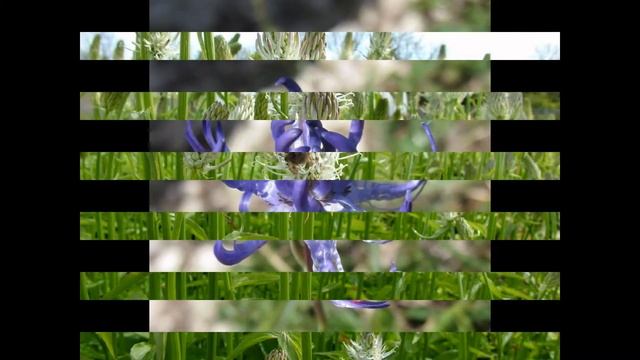 КОЛЬНИК (PHYTEUMA) сем. Колокольчиковые смотреть онлайн