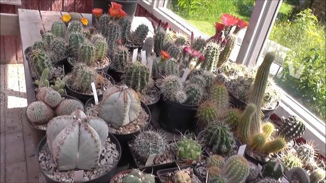 Kaktusser i blomst смотреть онлайн