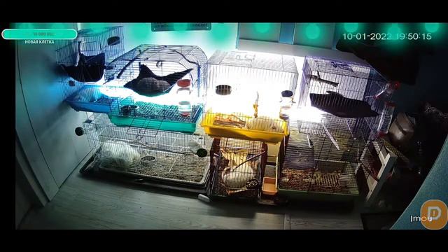 🔴 24/7 LIVESTREAM 12 HOME RATS 12 Домашних крыс смотреть онлайн