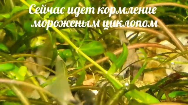 Коридорас панда, Сомик панда (Corydoras panda) смотреть онлайн