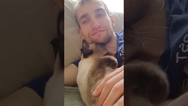 Сиамские коты очень злые и мстительные (Тайский кот ?) смотреть онлайн