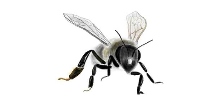 рисунок вконтакте - пчела (how to draw a bee - speed drawing) смотреть онлайн