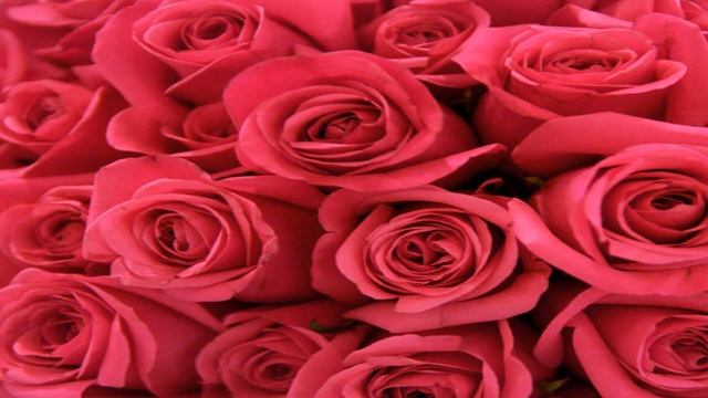 Миллион алых роз Красива мелодія на слух смотреть онлайн