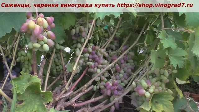 Пузенко Наталья Лариасовна, виноград для всех