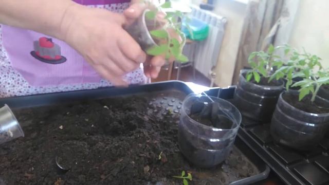 КАК САЖАТЬ И ПЕРЕСАЖИВАТЬ РАССАДУ? смотреть онлайн