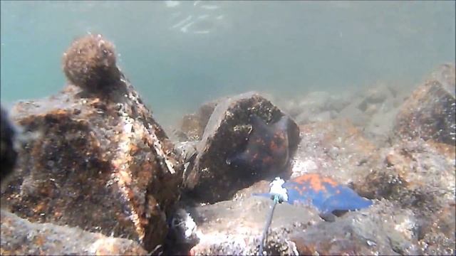 Звезды сало не едят. Подводные съемки бегства морской звезды от куска сала. смотреть онлайн