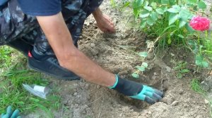 Размножение розы отводкой. Проверенный способ.