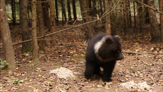 ПУЖИНА КАША смотреть онлайн