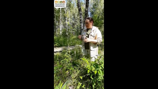 Королькова Е.О. Любка двулистная, Полистовский заповедник смотреть онлайн