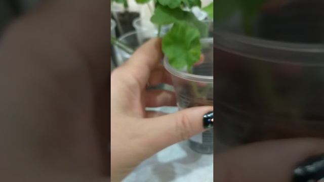 Пеларгония,20 дней после черенкования,что произошло.28.02.21. смотреть онлайн