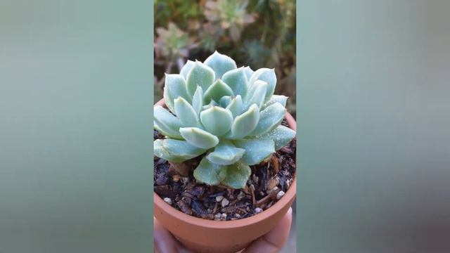 Echeveria Californica Queen смотреть онлайн