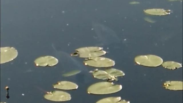 07 июня 2019 Рыбы на Головинских прудах в Москве смотреть онлайн