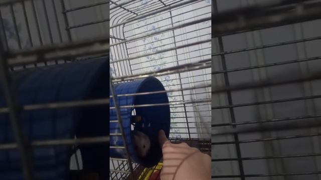 Хомячок Альберт смотреть онлайн