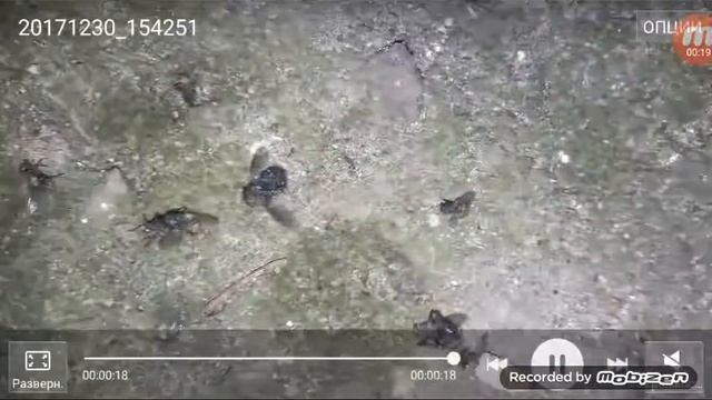 Сжигание сухих , дохлых , мух и шапки | бенгальские огни смотреть онлайн