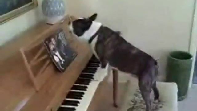 Happy Birthday, Tango Style! starring the Keyboard Dogs of Youtube смотреть онлайн