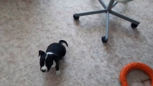 Щенок Стаффа учит команды в 1,5 месяца/ Часть 1