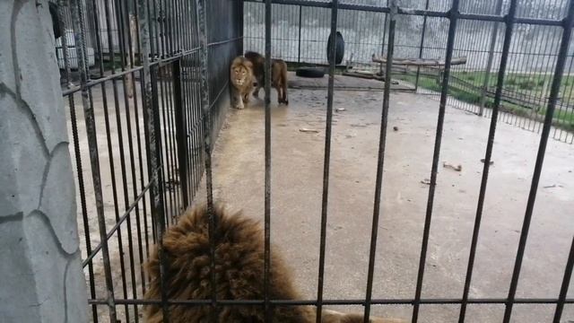 Сафари парк"Прайд" Абхазия. Привет. Давно не виделись. смотреть онлайн