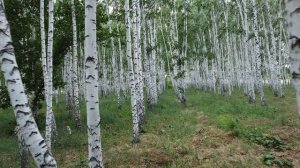 Снято на дрон DJI Мини 2. Березовая роща