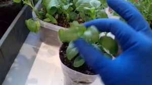 РАССАДА ВИОЛЫ АМПЕЛЬНОЙ И КУСТОВОЙ.ОБЗОР РАЗВИТИЯ.