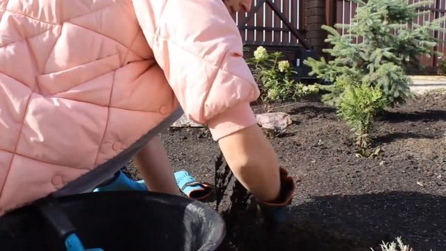 Посадка лаванды осенью смотреть онлайн