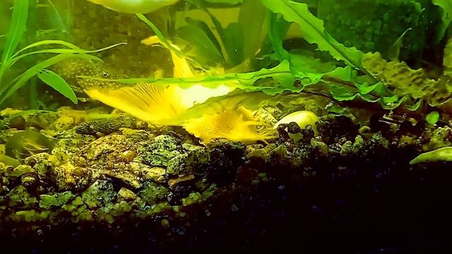 Сом присоска або Анциструс хто це такий? анциструс розмноження | Ancistrus Dolichopterus