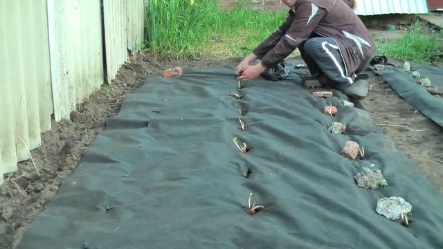 Посадка клубники на агроволокно- хорошие урожаи и никакой травы! смотреть онлайн