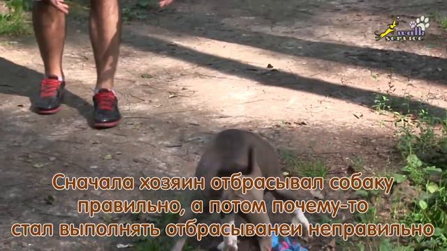 Дрессировка, упражнение для сильных собак, стаффорд Боня, отбрасывание при апортировке смотреть онлайн