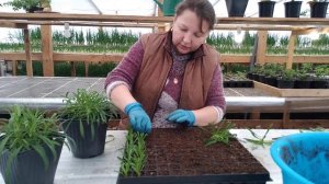 Ампельная гвоздика .Черенкование ,неприхотливый цветок