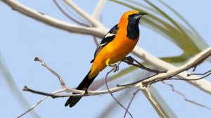 Пение иволги 1 час