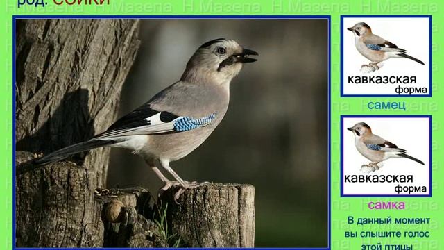 Сойка. Голоса птиц России смотреть онлайн