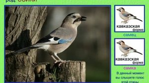 Сойка. Голоса птиц России