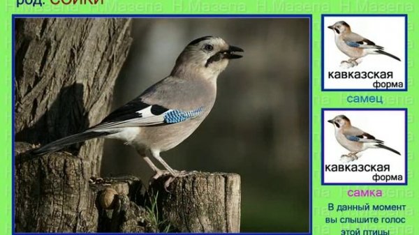 Сойка. Голоса птиц России