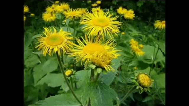 Знакомые взгляду, занесенные в Красную книгу смотреть онлайн