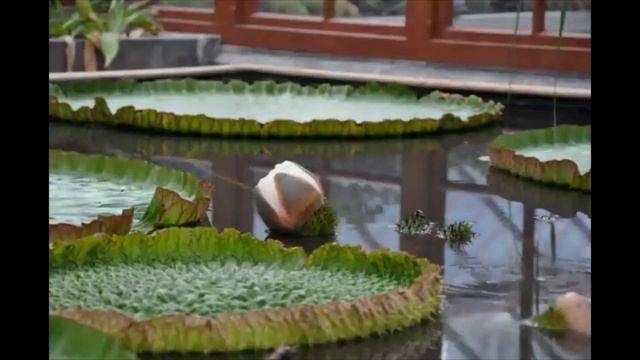 Vitória-régia (Victoria amazonica) - Fatos e Curiosidades Interessantes sobre essa Planta Aquática! смотреть онлайн