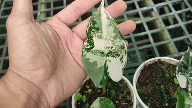 Môn nhung var - alocasia frydeck variegated смотреть онлайн