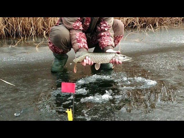 Щуки перволедья - Жерлицы "ТОНАР" на малой реке. Ноябрьская щука смотреть онлайн