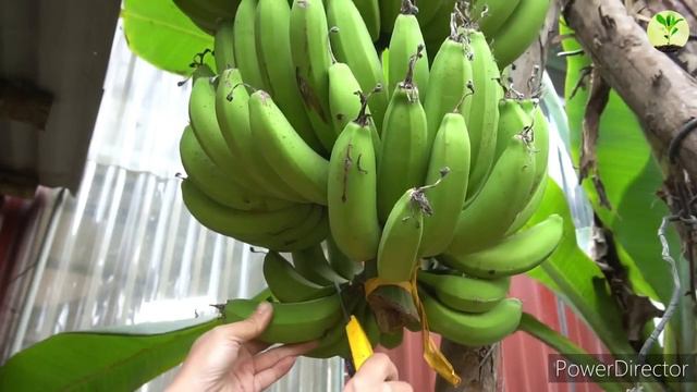 How to Graft Bougainvillea Easy Steps / Grafting of Bougainvillea plants смотреть онлайн