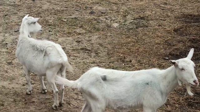 Славянск 26.06.2023 — Козы белые в парке. смотреть онлайн