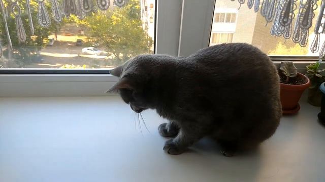 Всеядная #кошка Анфиса. смотреть онлайн