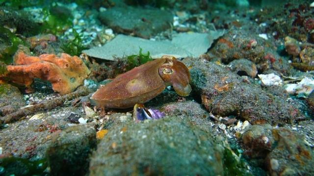 Головоногие моллюски Бали......Туламбен... смотреть онлайн