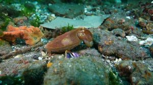 Головоногие моллюски Бали......Туламбен...