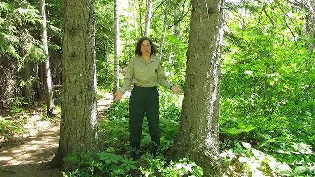 Nature Note: Coralroot Orchid смотреть онлайн