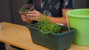 Розмарин выращивание из семян дома. Уход и посадка. Пряные травы. Сад на балконе.