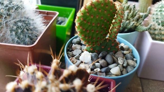 Конец зимовки кактусов. Уход за кактусами. Обзор моих кактусов. смотреть онлайн