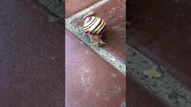 Лесная улитка. смотреть онлайн