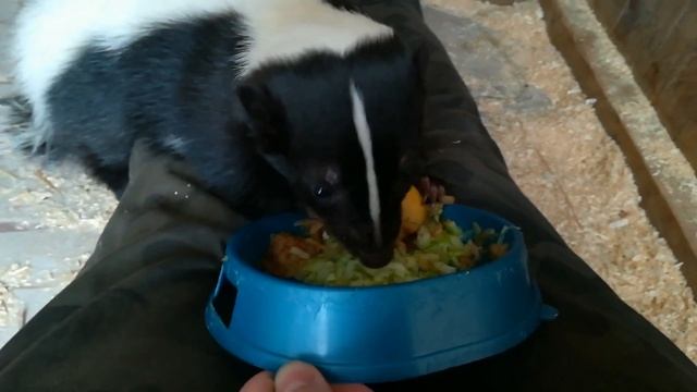 Кормление полосатого скунса смотреть онлайн